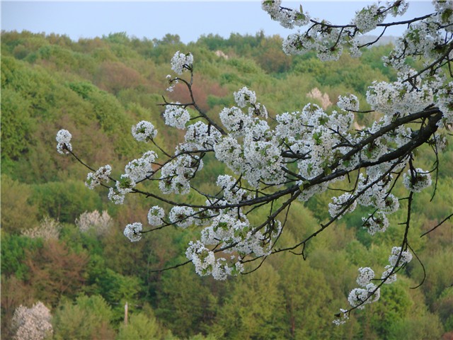 grana trešnje